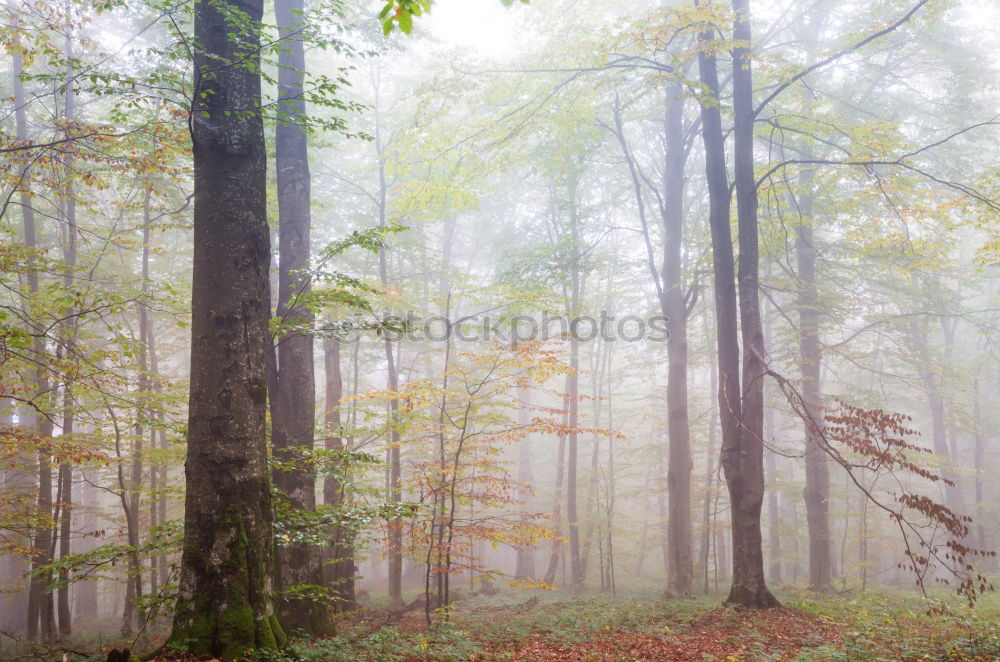Similar – Image, Stock Photo Logs in misty woods Forest