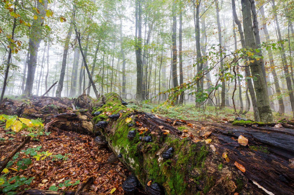 Similar – winter moss forest