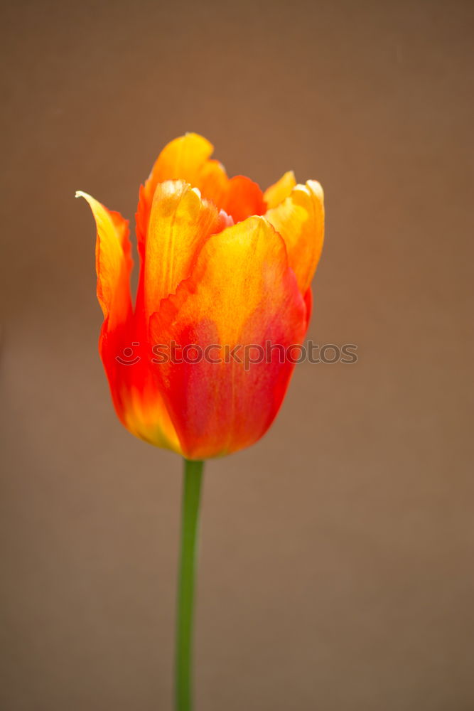 Similar – Image, Stock Photo Luminous poppy flower