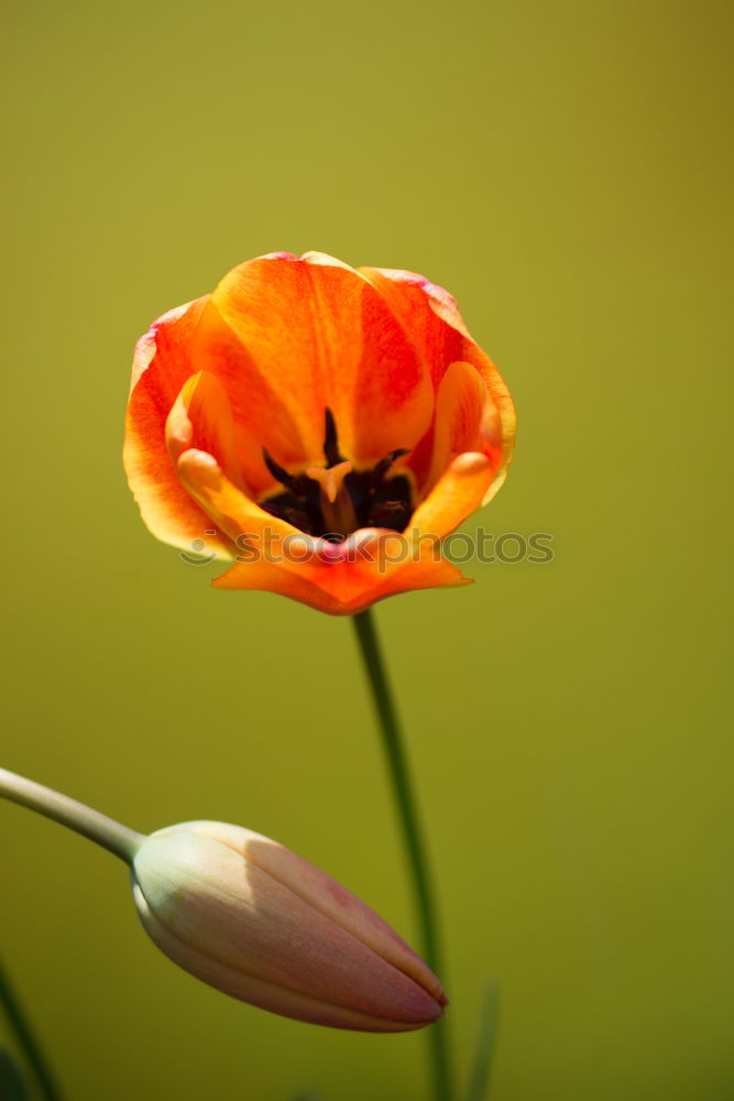 Similar – Flowering red poppy in the garden