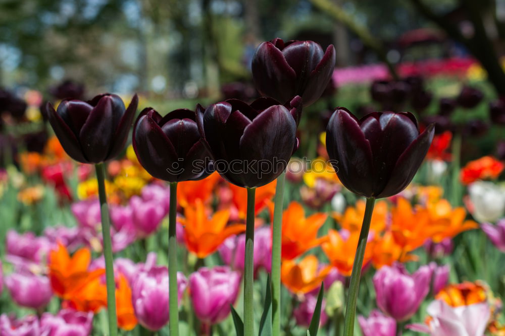 Similar – Foto Bild Tulpenpower 2010 Lifestyle