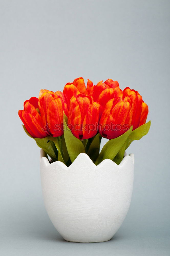 Similar – Image, Stock Photo tulip splendour Plant