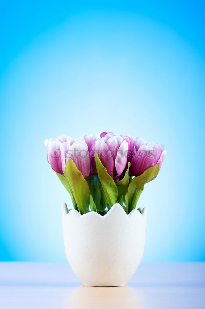 Image, Stock Photo Pink tulip in small vase on blue