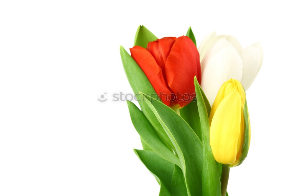 Similar – 5 tulips Tulip Red Green