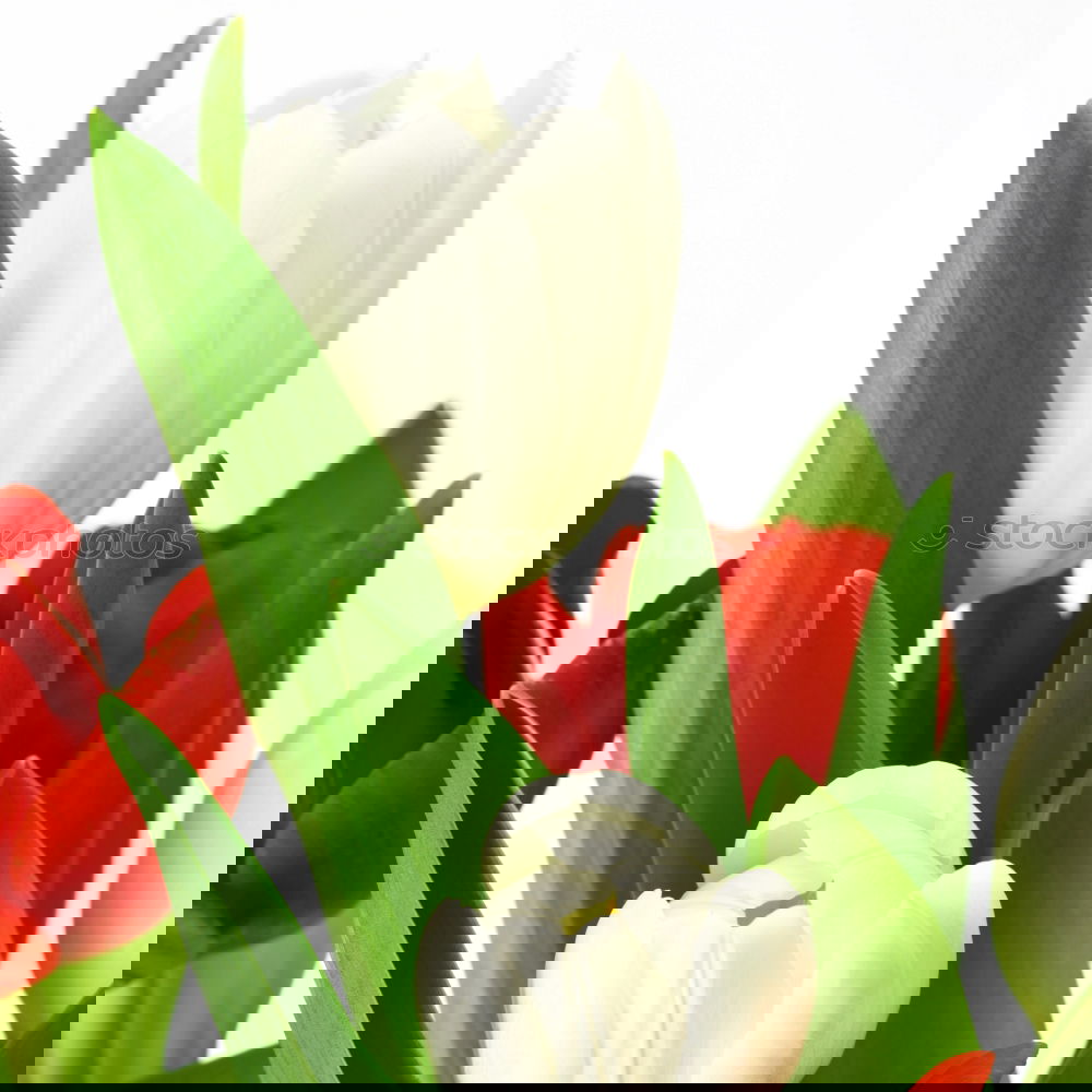 Similar – Image, Stock Photo White tulips on the wooden table