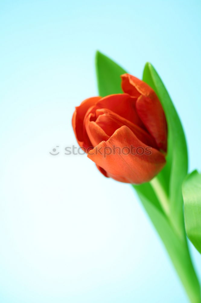 Similar – Wet Pink Tulip Flowers In Vase