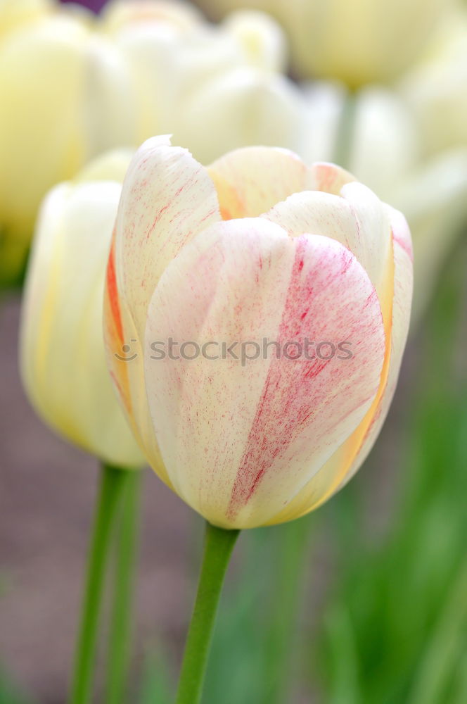 Similar – Image, Stock Photo tender orange Spring