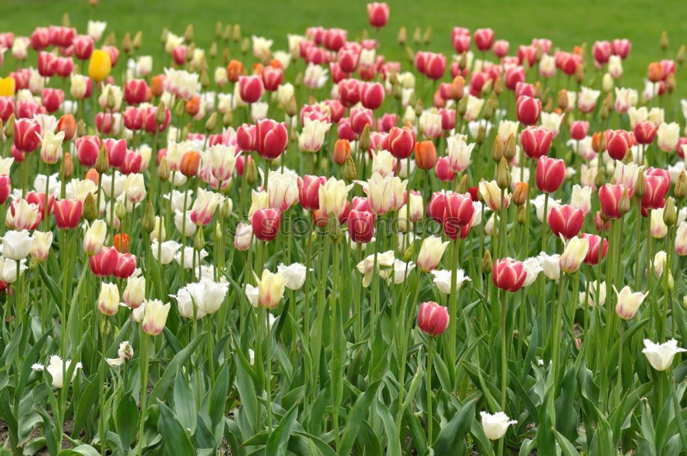 Similar – flowers speak Plant Spring