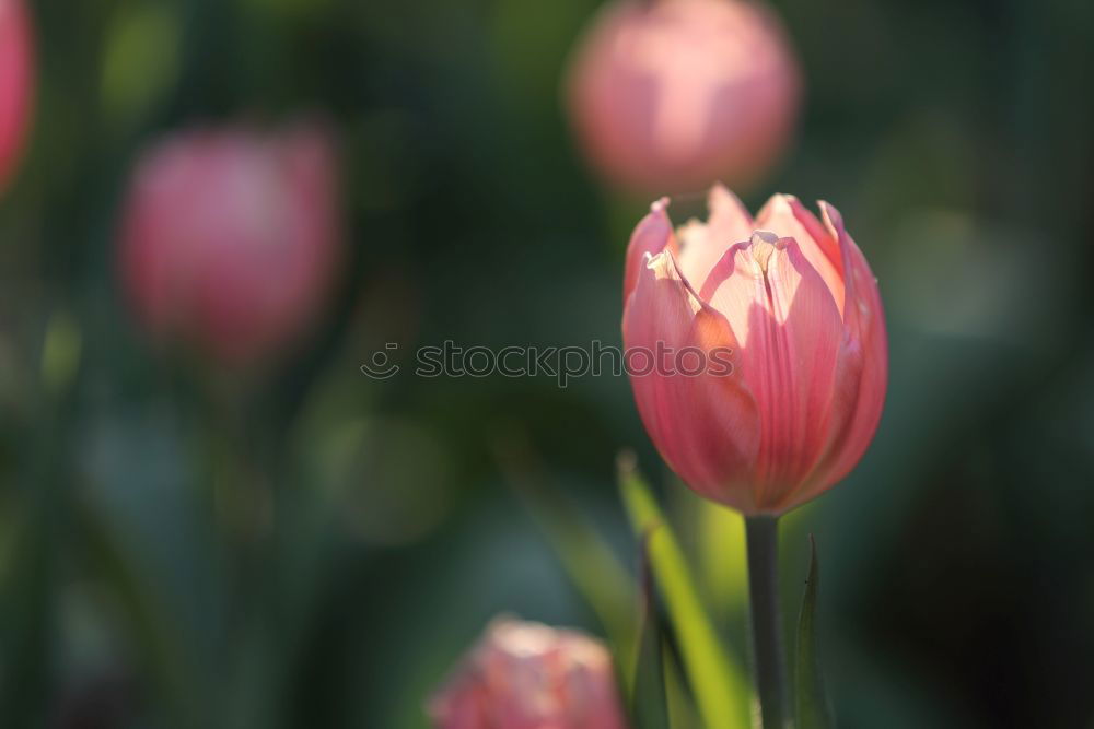 Similar – Tulips in sunlight tulips