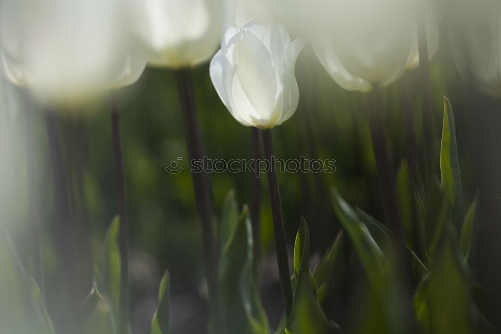 Similar – Image, Stock Photo tulips Lifestyle Beautiful