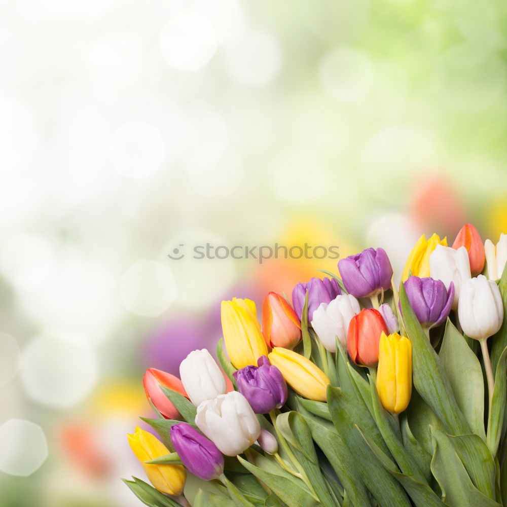 Similar – Image, Stock Photo Spring flowers on turquoise blue background