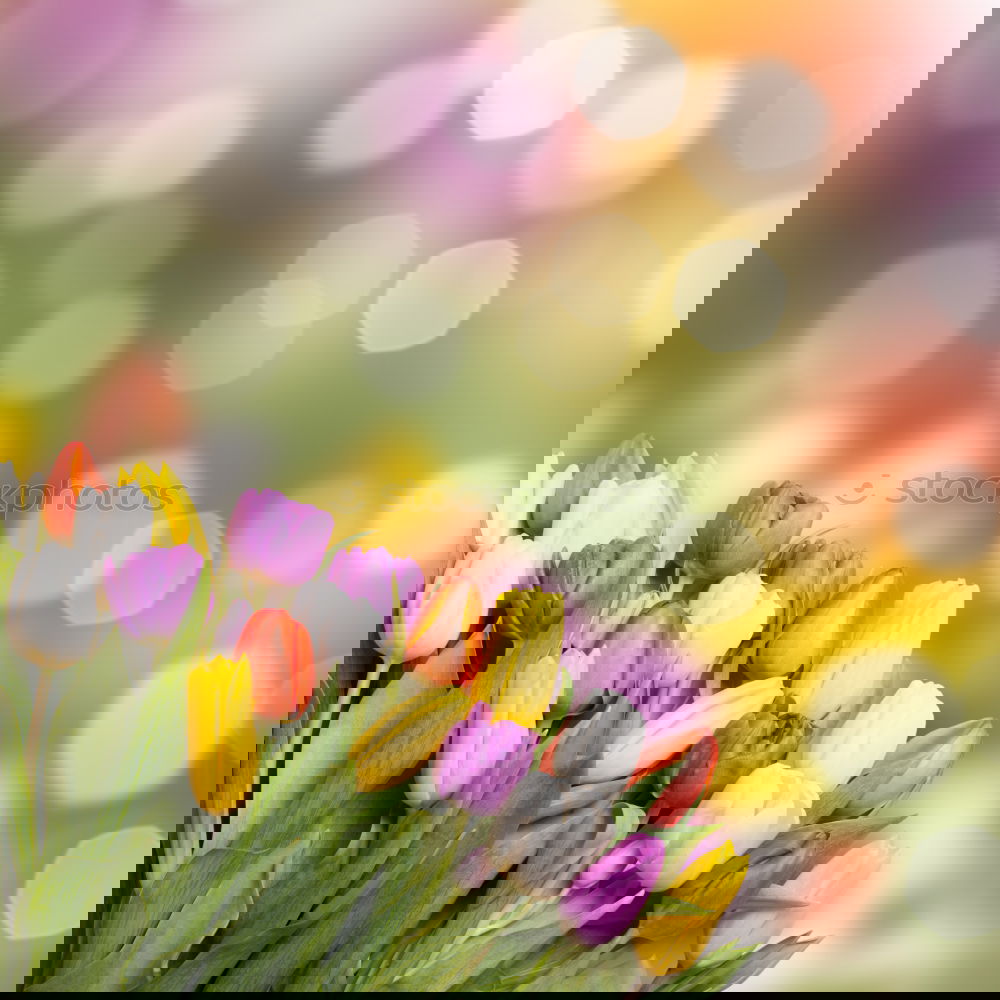 Similar – Image, Stock Photo Tulip bouquet I Summer