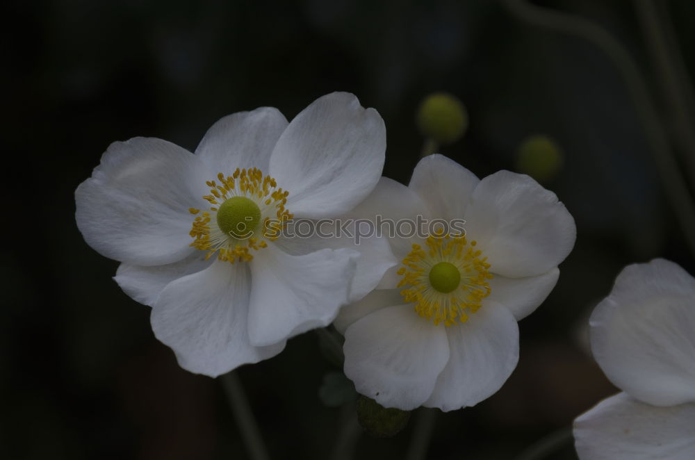 Similar – Image, Stock Photo poppy seed