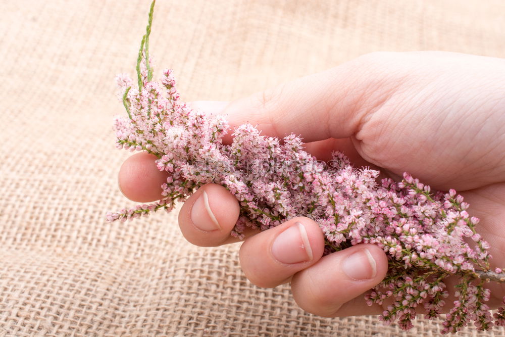 Similar – Image, Stock Photo Holding flowers with hands