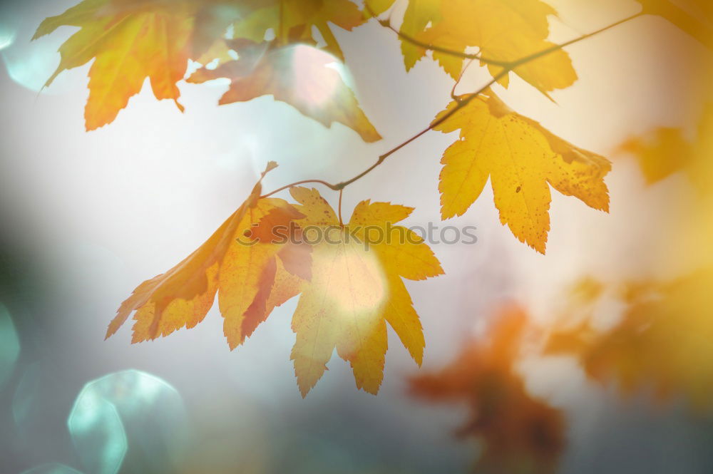 Similar – yellowed Nature Autumn