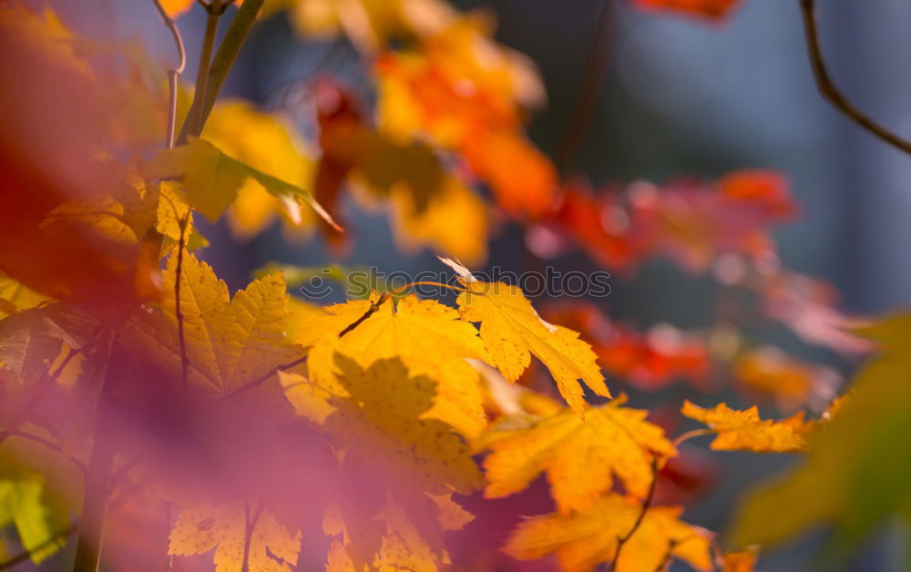 Similar – Image, Stock Photo Autumn Nature Sky Leaf