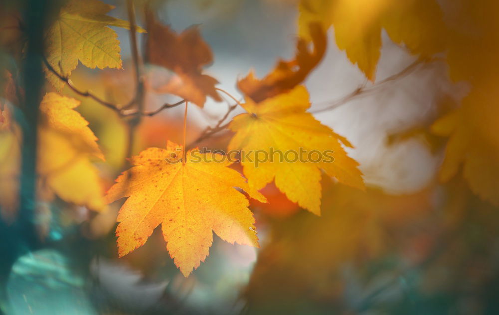 Similar – sycamore maple in autumn