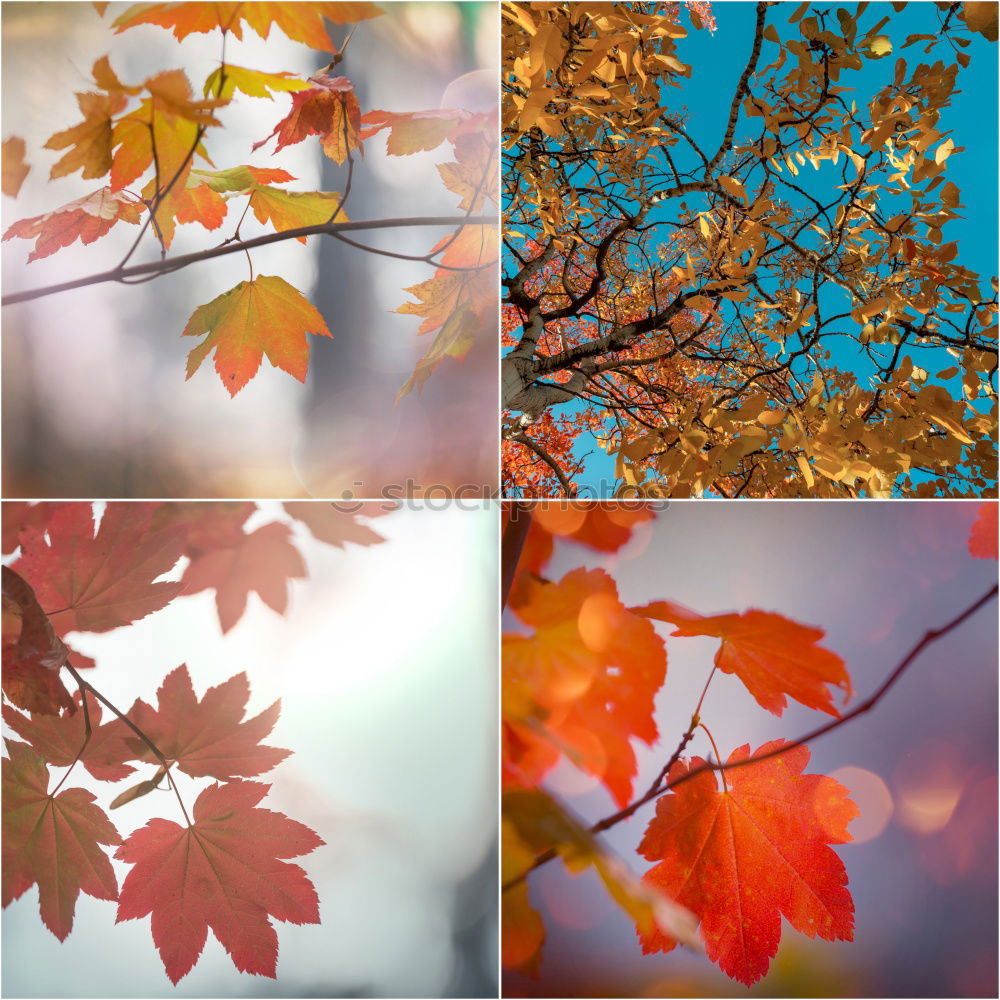 Similar – Indian Summer Ahorn Baum