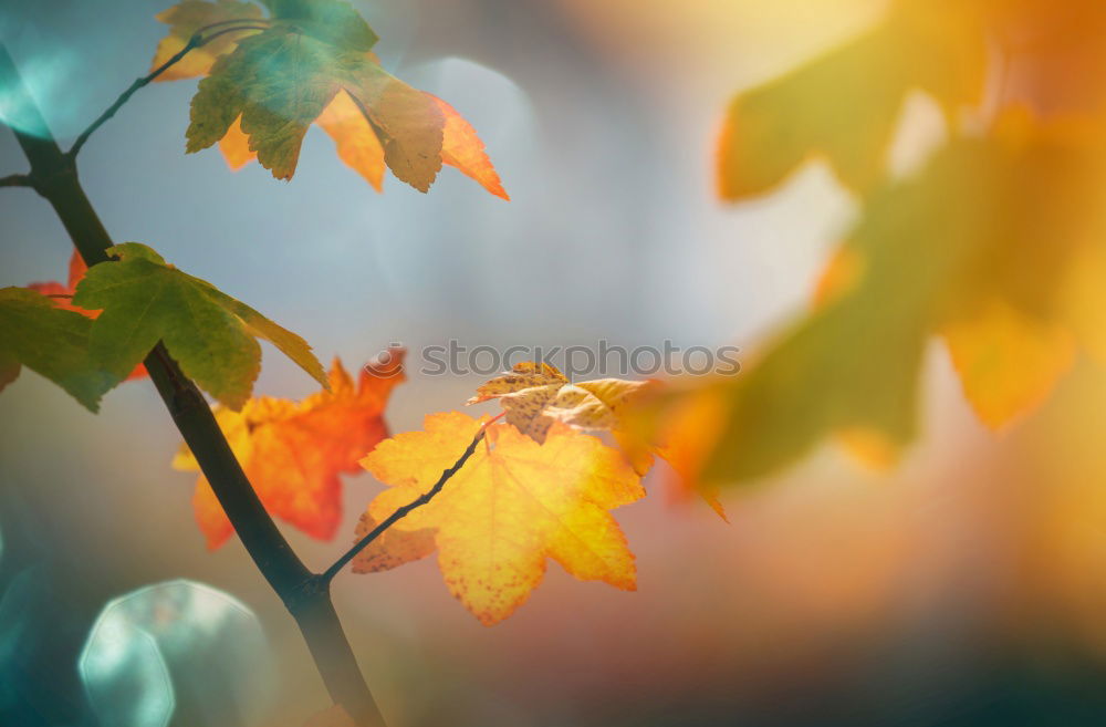 Similar – Image, Stock Photo Autumn Nature Sky Leaf