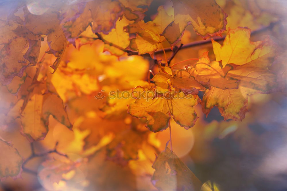 Similar – Image, Stock Photo Barbed wire and tendrils of wild wine