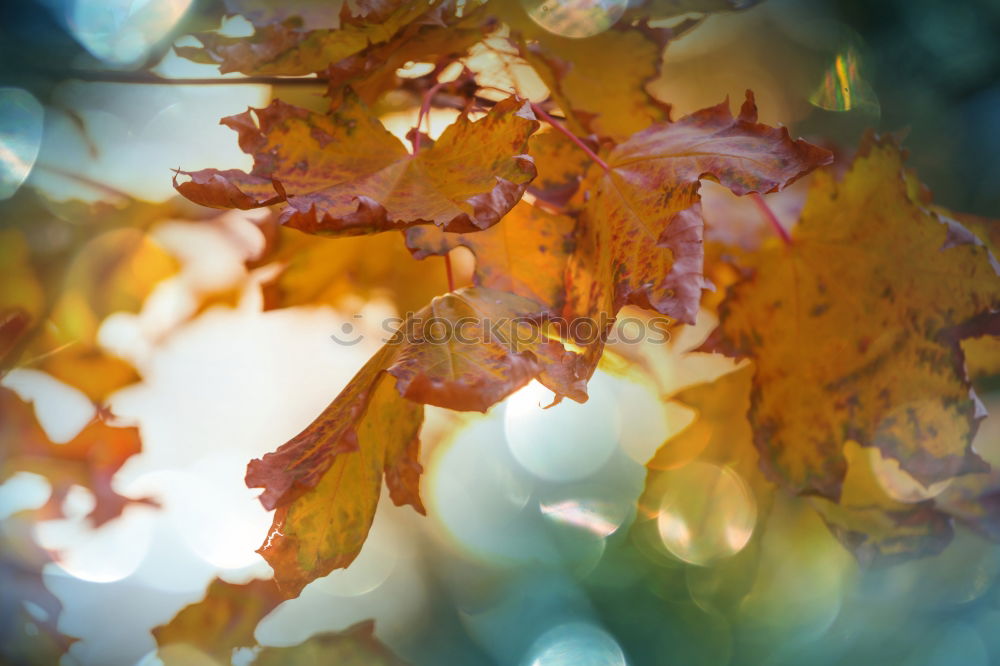 Similar – Image, Stock Photo autumn is okay Nature