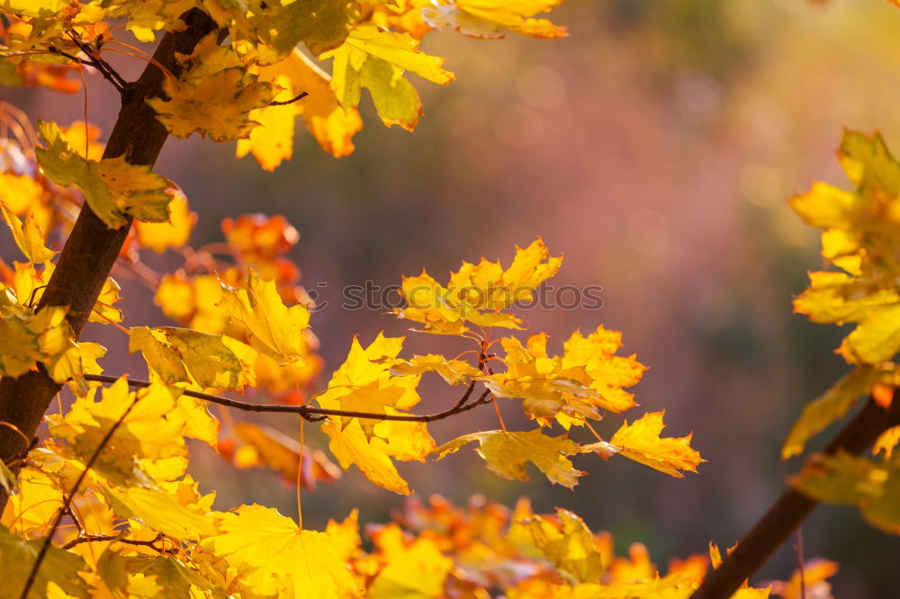 Similar – Autumn in the oak forest