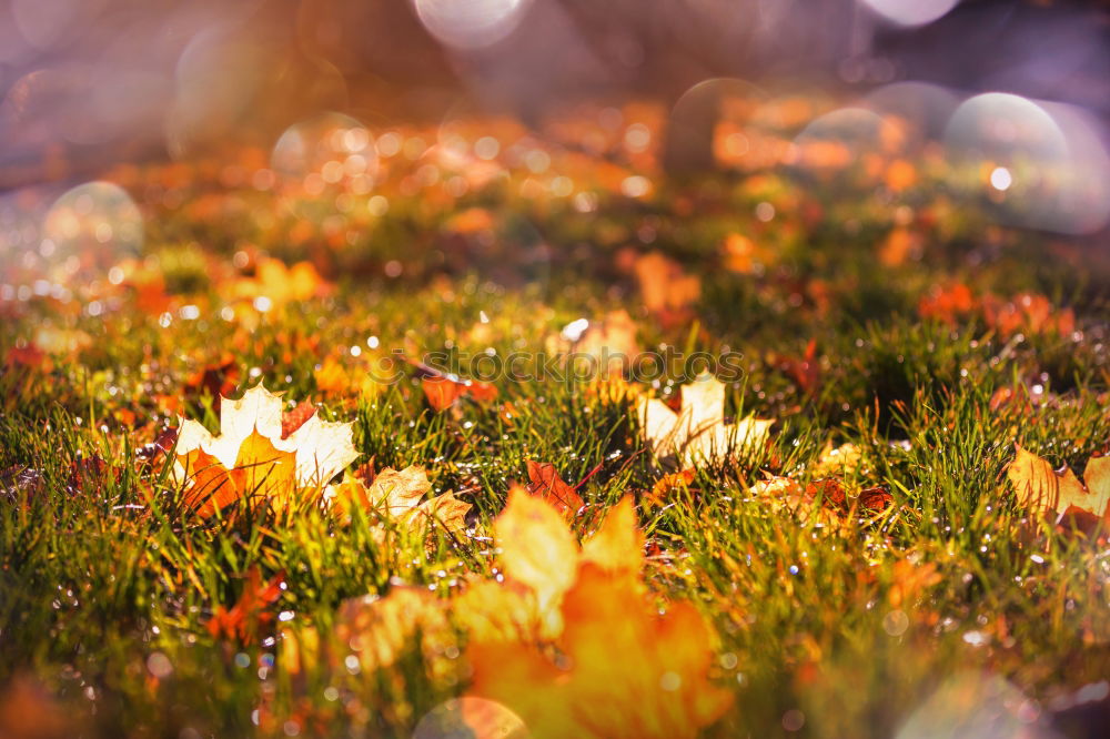 Image, Stock Photo He’s at the door. Autumn