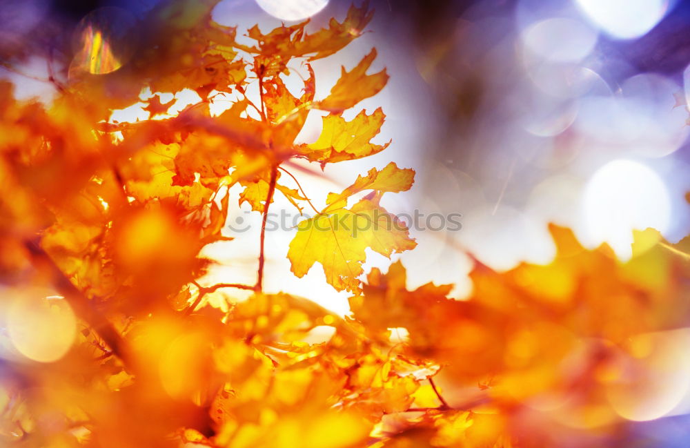 Similar – Image, Stock Photo bright orange Environment