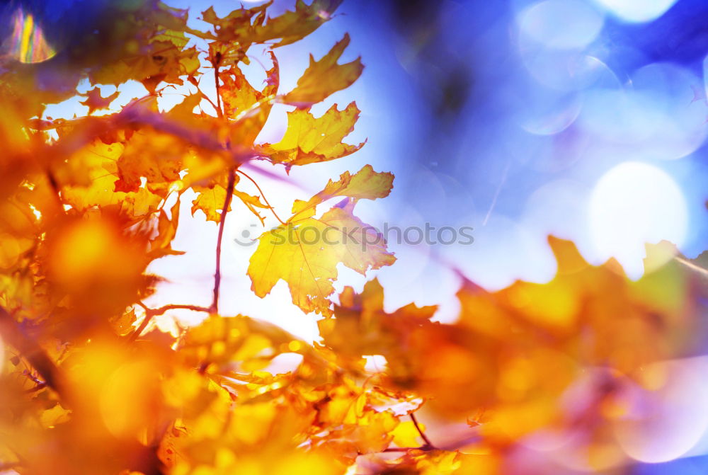 Similar – Image, Stock Photo bright orange Environment