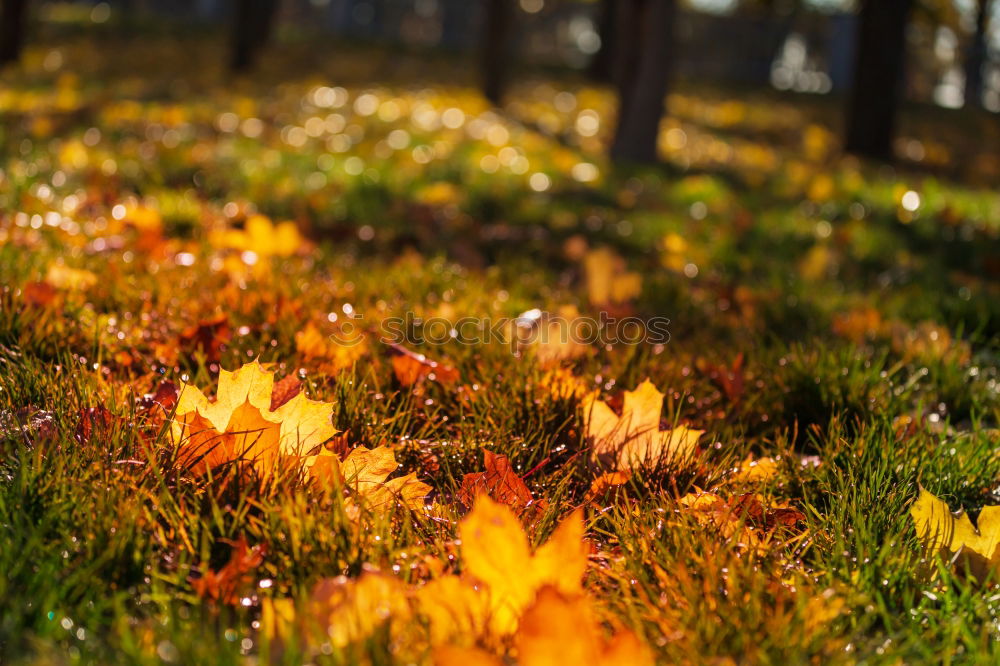 Similar – Image, Stock Photo autumnal Environment