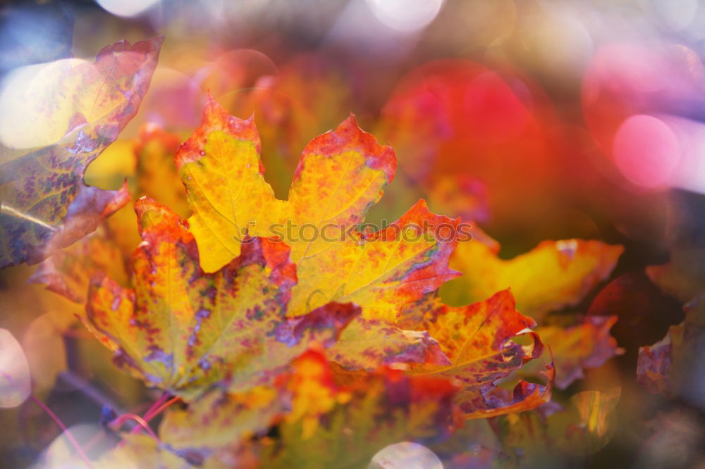 Similar – autumn Autumn Leaf canopy