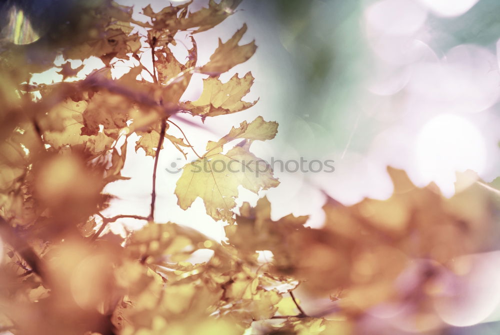 Similar – Image, Stock Photo Leaf in autumn sun Nature