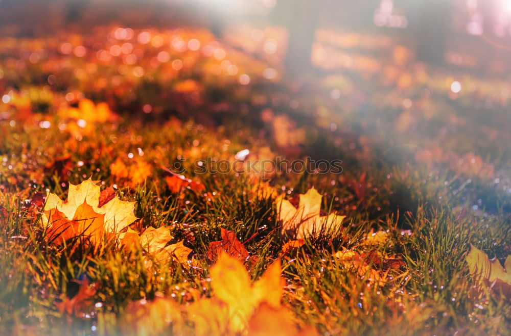 Similar – Autumn sun. Environment