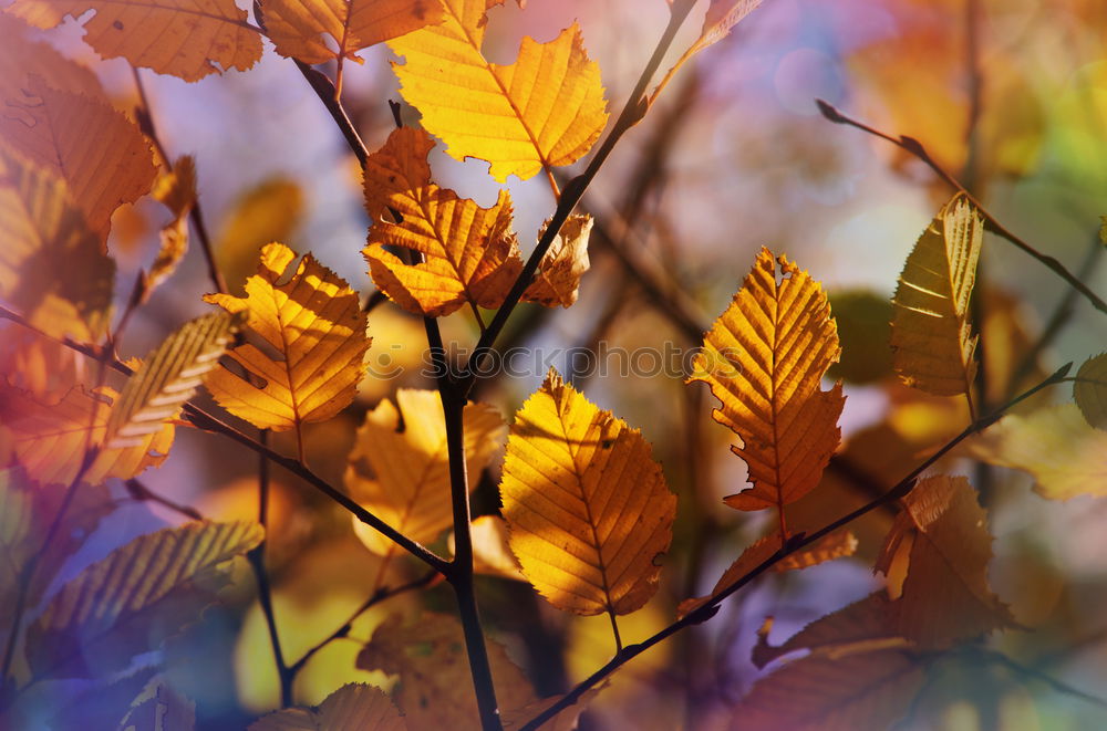 Similar – Foto Bild Gefangen Herbst Blatt Zaun