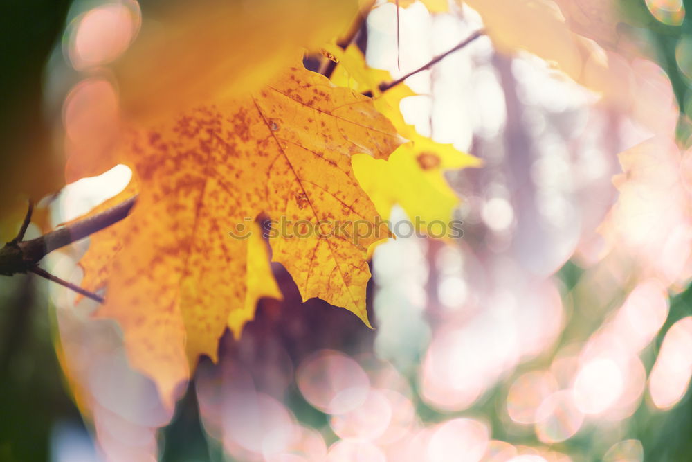 Image, Stock Photo Autumn leaf with sun rays