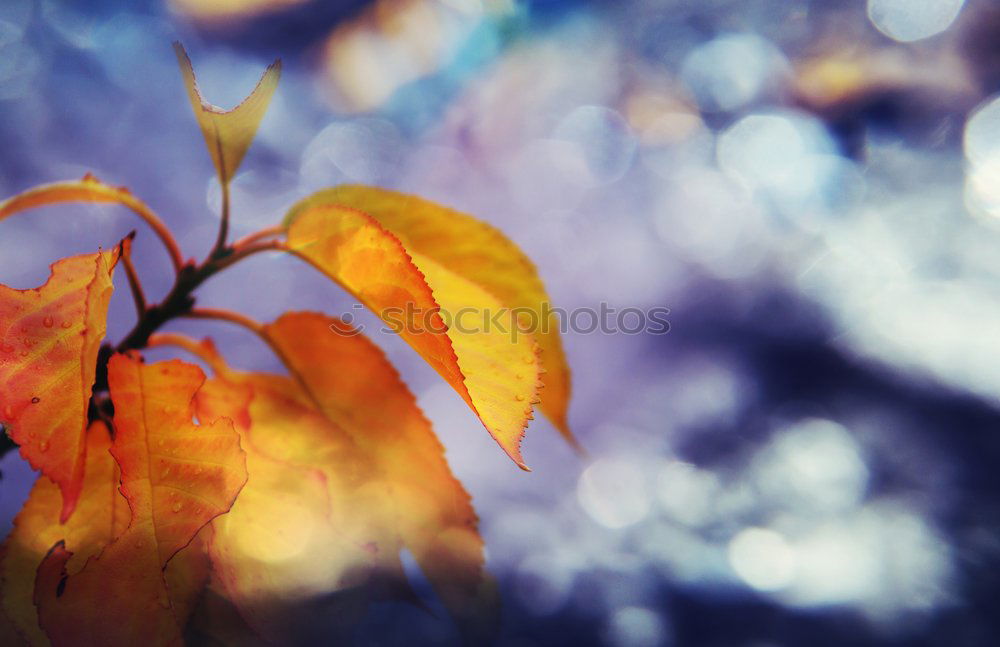 Similar – Foto Bild bunt, bunter, Herbst Blatt