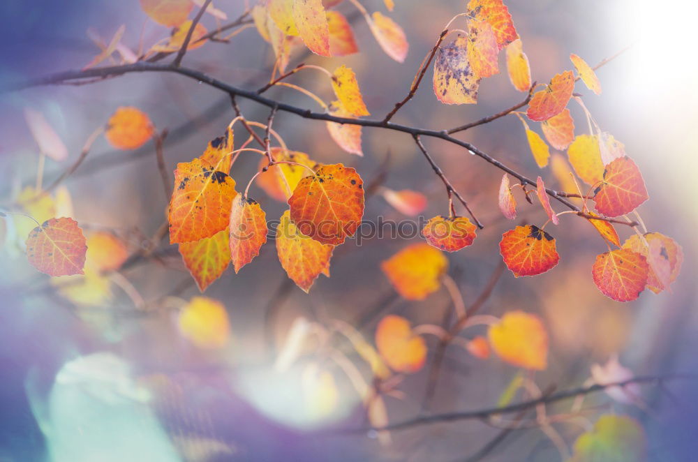 Similar – Image, Stock Photo Autumn Leaf II Nature