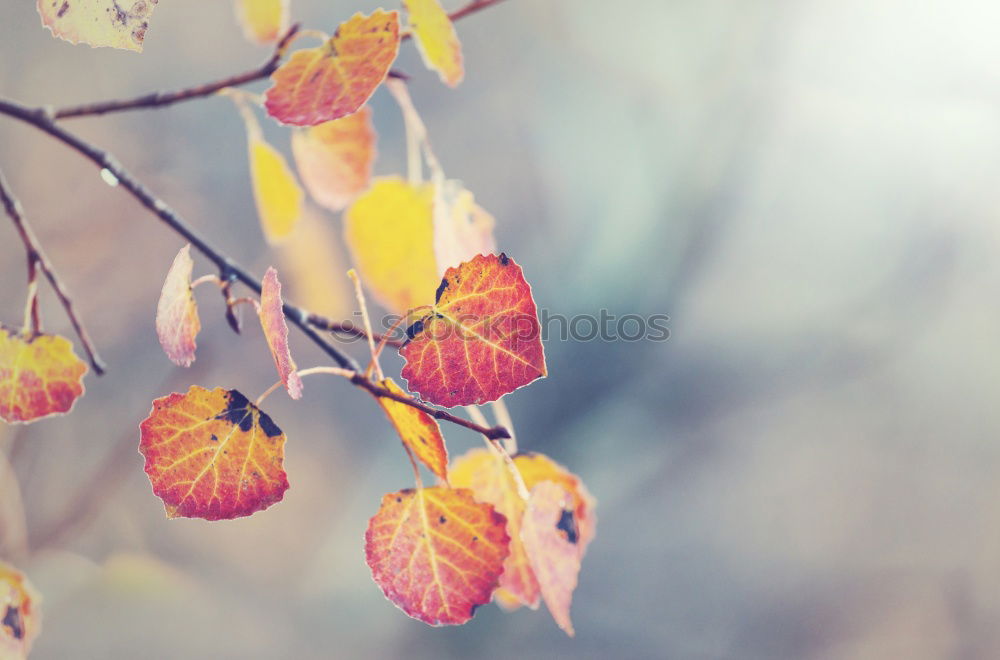 Similar – Image, Stock Photo Autumn leaf. Environment