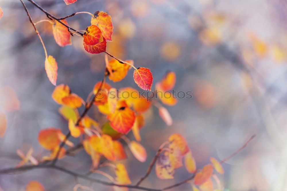 Similar – Image, Stock Photo flowering maple Nature