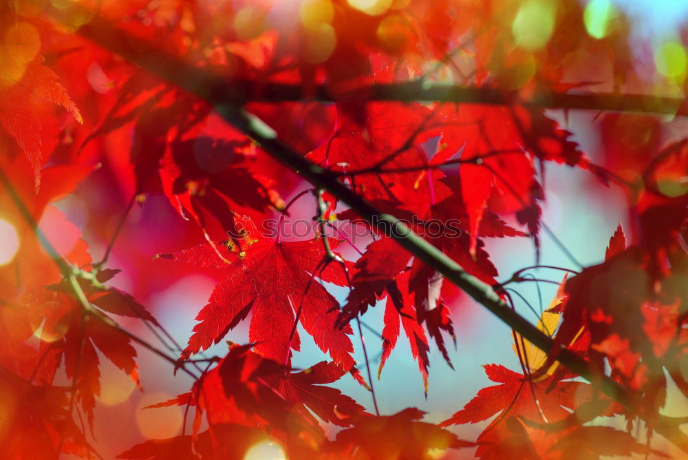 Similar – dwarf maple, bokehisiert