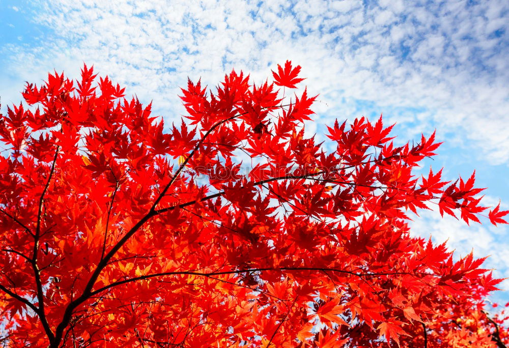 Similar – Herbstglühen schön Leben