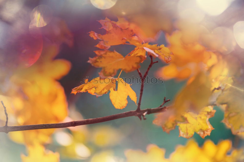 Similar – Image, Stock Photo autumn is okay Nature