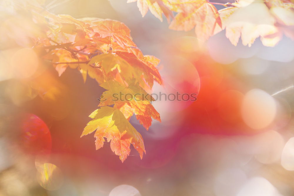 Similar – an apple hangs on apple tree branch