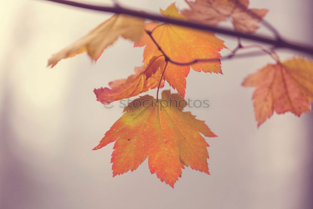 Similar – Herbstklang Baum Blatt