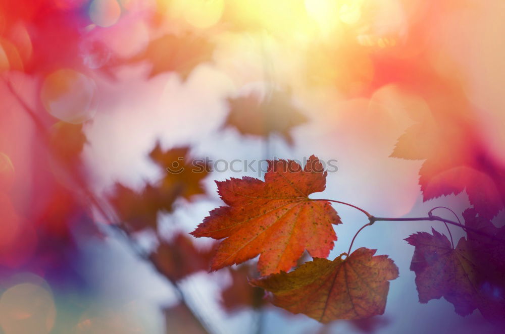 Similar – Image, Stock Photo Autumn Leaf II Nature