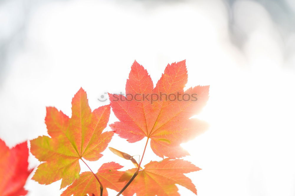 Similar – red Nature Plant Autumn