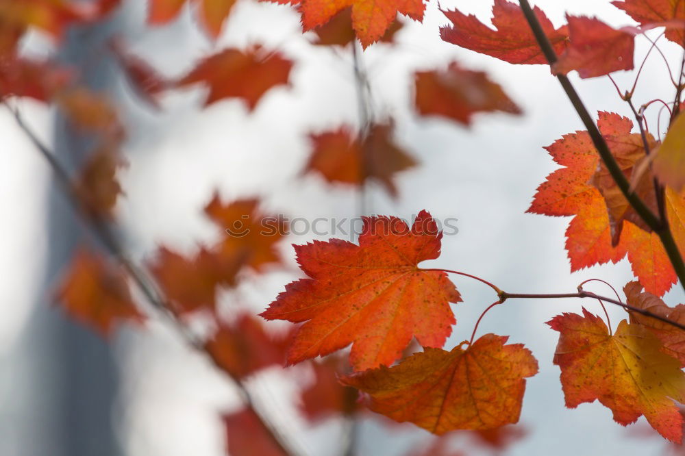 Similar – Foto Bild Herbst-Haft Umwelt Natur