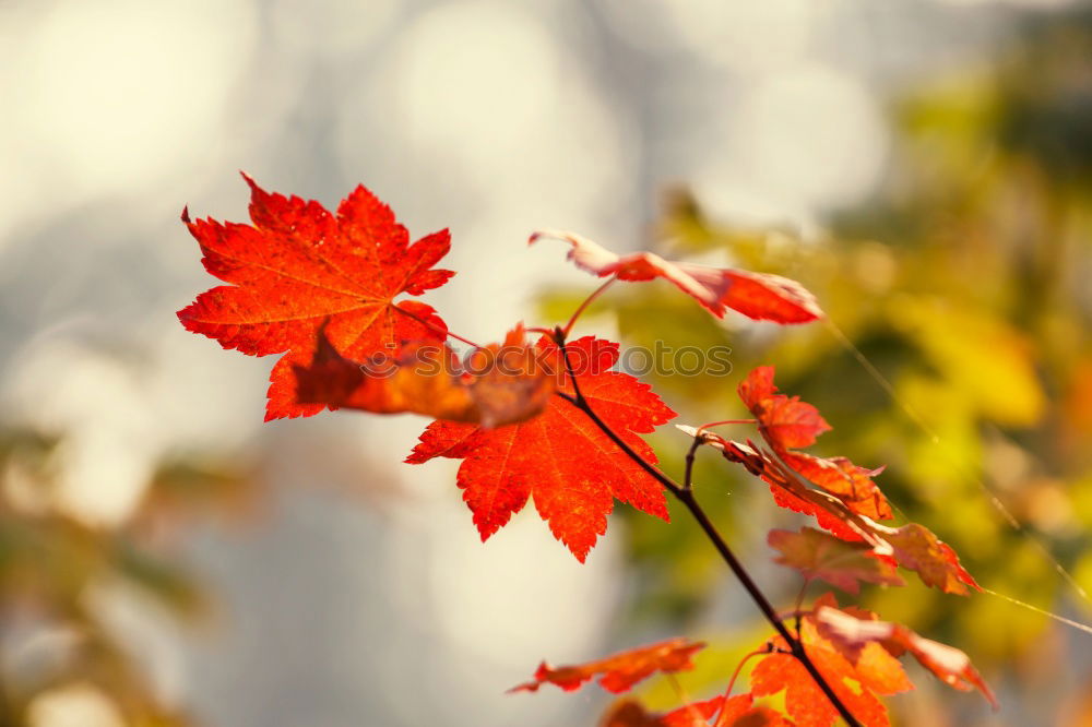 Similar – Image, Stock Photo autumn branch Autumn