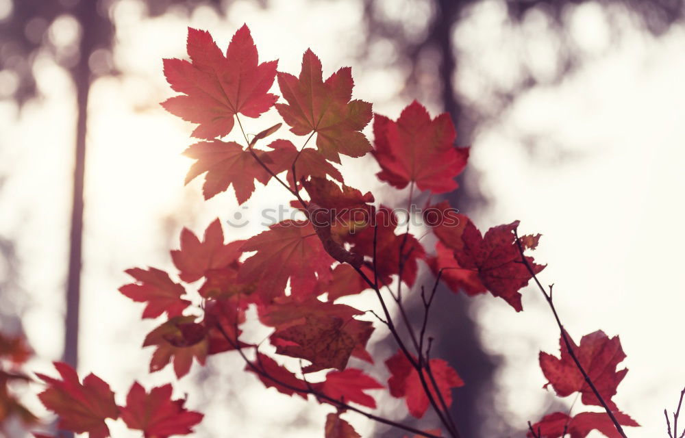 Similar – Image, Stock Photo Autumn leaf with sun rays