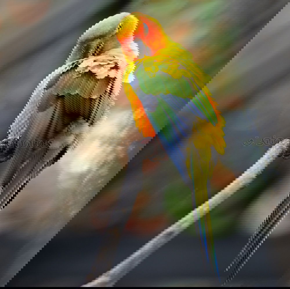 Similar – Image, Stock Photo Peacock on park bench